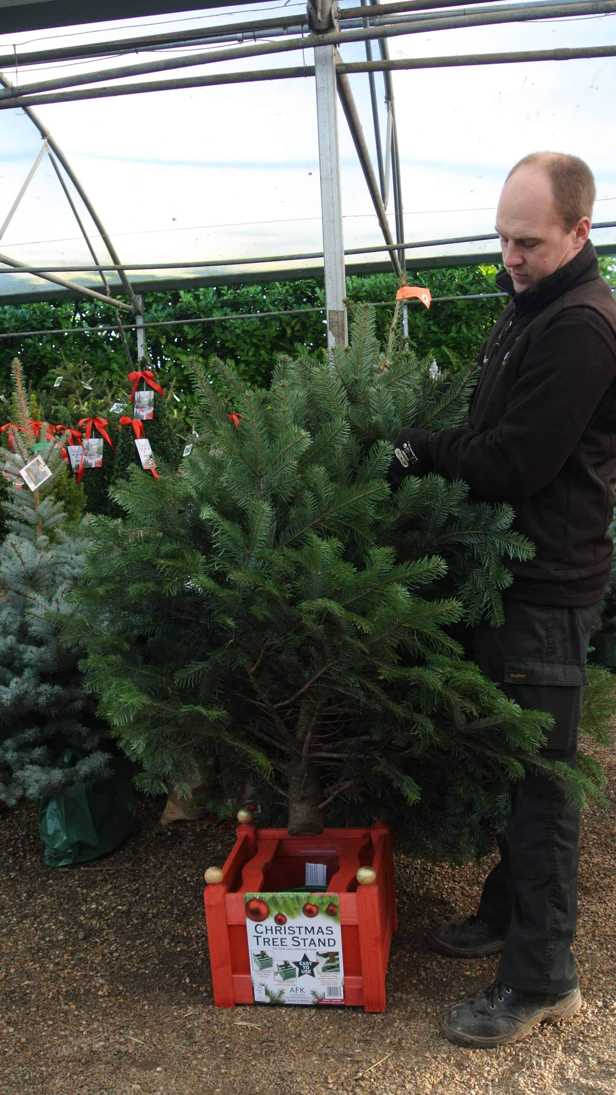 Chris straining to lift a Christmas tree